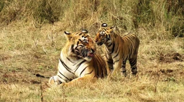 Similipal Tiger Reserve
