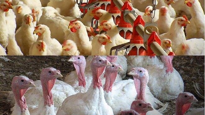 India-U.S. Deal on Poultry