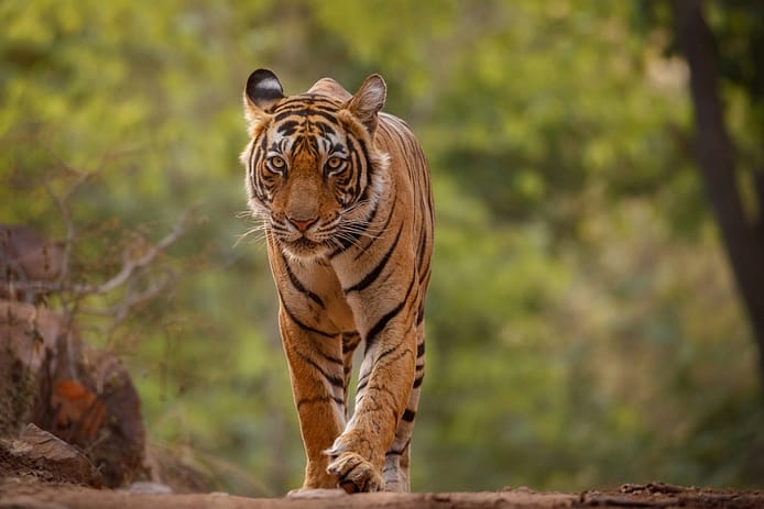 Tiger-reserve