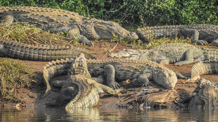 Fascinated by the crocodile.